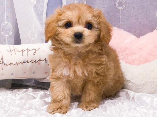 愛知県のハーフ犬・ミックス犬 (アミーゴ知立店/2026年3月14日生まれ/女の子/アプリコット)の子犬
