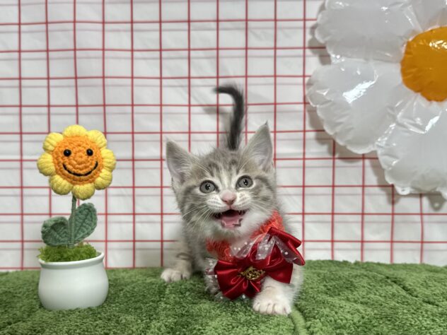 山形県のマンチカン (アミーゴ酒田店/2026年3月5日生まれ/女の子/ブルータビーホワイト)の子猫の3枚目の画像