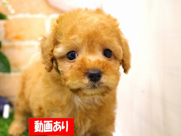 兵庫県のトイプードル(トイ) (ペット・プラザ アミーゴ三田店/2026年3月12日生まれ/男の子/オレンジフォーン)の子犬の1枚目の画像