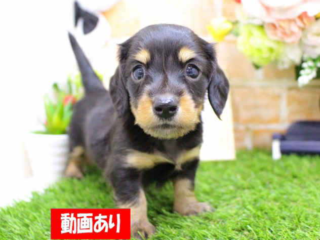 兵庫県のミニチュアダックスフンド(ロング) (ペット・プラザ アミーゴ三田店/2026年3月14日生まれ/男の子/ブラックタン)の子犬の1枚目の画像