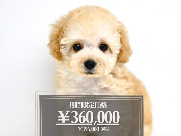 岡山県のトイプードル(トイ) (アミーゴ大安寺店/2026年2月15日生まれ/女の子/ペールフォーン)の子犬の1枚目の画像