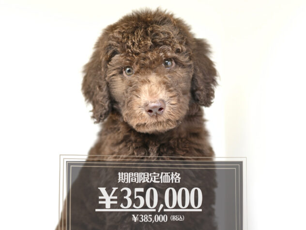 岡山県のスタンダードプードル (アミーゴ大安寺店/2026年2月24日生まれ/男の子/ブラウン)の子犬の1枚目の画像