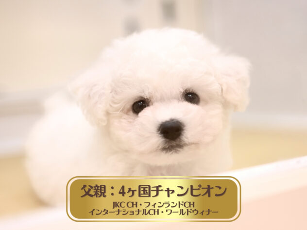岡山県のビションフリーゼ (アミーゴ大安寺店/2026年3月23日生まれ/男の子/ホワイト)の子犬の1枚目の画像