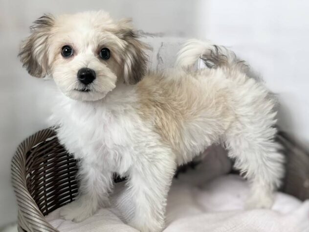 秋田県のハーフ犬・ミックス犬 (アミーゴ秋田茨島店/2026年2月2日生まれ/男の子/ブラウンホワイト)の子犬