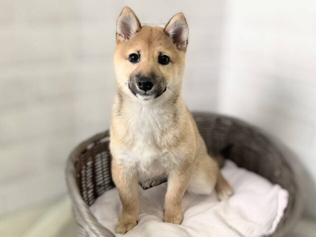 秋田県の豆柴 (アミーゴ秋田茨島店/2026年1月1日生まれ/女の子/赤)の子犬