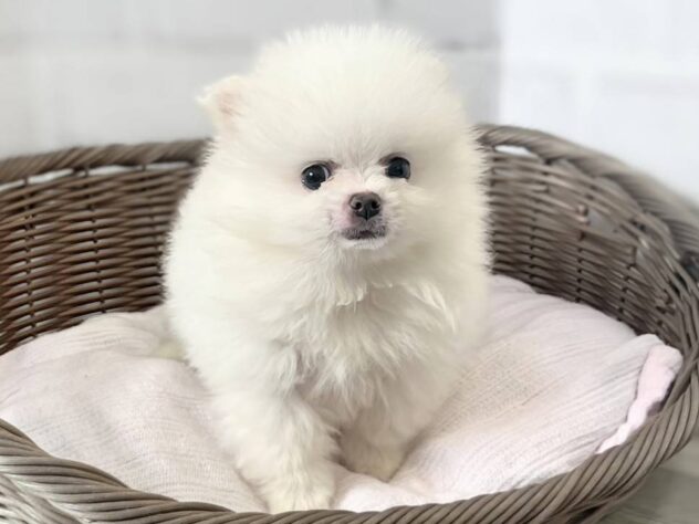秋田県のポメラニアン (アミーゴ秋田茨島店/2026年3月16日生まれ/男の子/ホワイト)の子犬