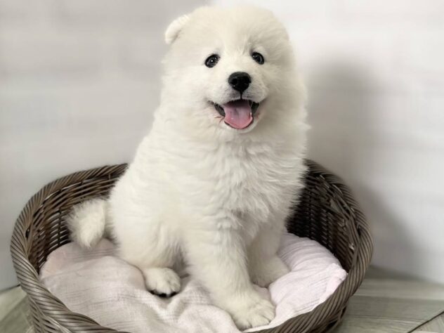 秋田県のサモエド (アミーゴ秋田茨島店/2026年3月15日生まれ/女の子/ホワイト)の子犬の1枚目の画像