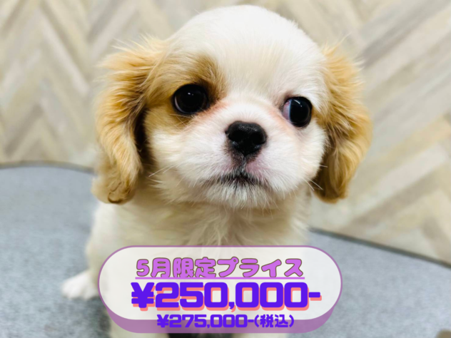 岡山県のハーフ犬・ミックス犬 (アミーゴ水島店/2026年2月19日生まれ/女の子/ホワイトクリーム)の子犬の1枚目の画像
