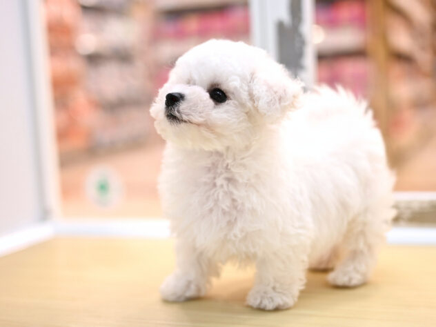 岡山県のビションフリーゼ (アミーゴ大安寺店/2026年3月23日生まれ/男の子/ホワイト)の子犬の3枚目の画像