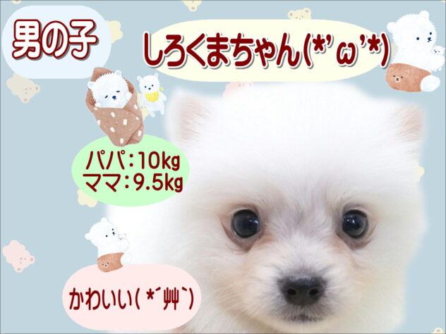 大阪府の日本スピッツ (アミーゴ鳳店/2026年3月8日生まれ/男の子/ホワイト)の子犬の1枚目の画像