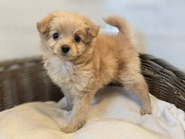 秋田県のハーフ犬・ミックス犬 (アミーゴ秋田茨島店/2026年3月29日生まれ/女の子/アプリコット)の子犬