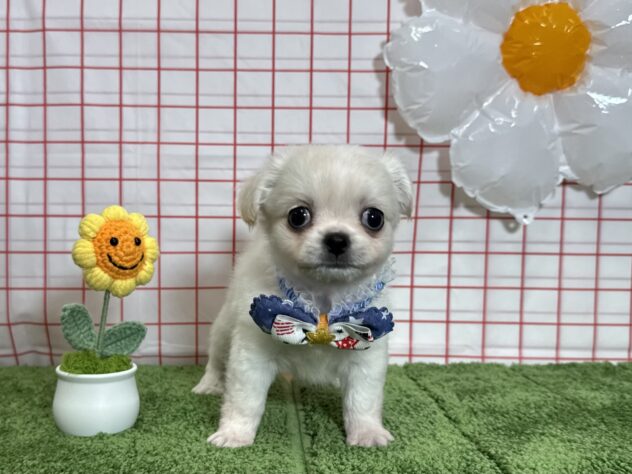 山形県のハーフ犬・ミックス犬 (アミーゴ酒田店/2026年3月31日生まれ/男の子/クリーム)の子犬の2枚目の画像