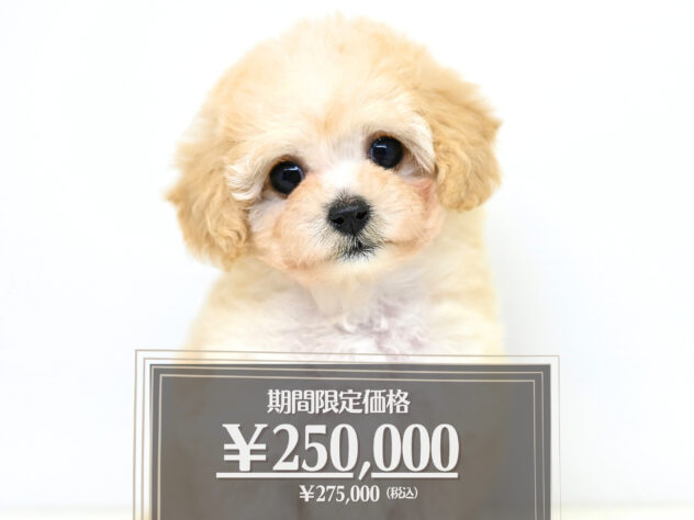 岡山県のハーフ犬・ミックス犬 (アミーゴ大安寺店/2026年1月4日生まれ/女の子/クリーム)の子犬の1枚目の画像