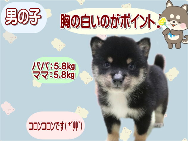 大阪府の豆柴 (アミーゴ鳳店/2026年3月12日生まれ/男の子/黒)の子犬の1枚目の画像