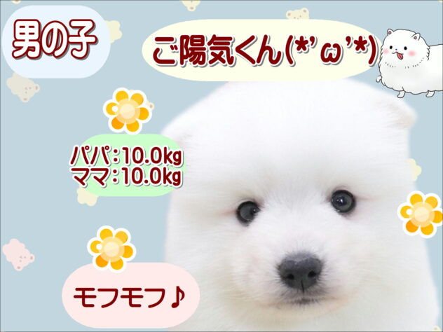 大阪府の日本スピッツ (アミーゴ鳳店/2026年3月15日生まれ/男の子/ホワイト)の子犬