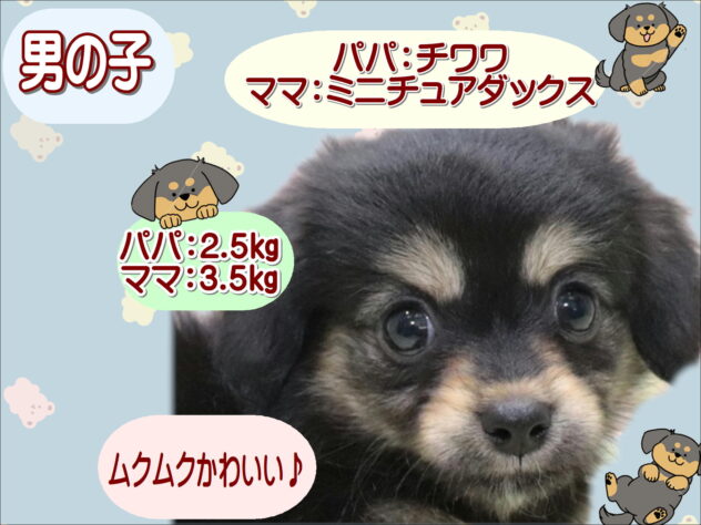 大阪府のハーフ犬・ミックス犬 (アミーゴ鳳店/2026年3月26日生まれ/男の子/ブラッククリーム)の子犬の1枚目の画像