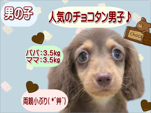 大阪府のミニチュアダックスフンド(ロング) (アミーゴ鳳店/2026年3月7日生まれ/男の子/チョコレートタン)の子犬の1枚目の画像
