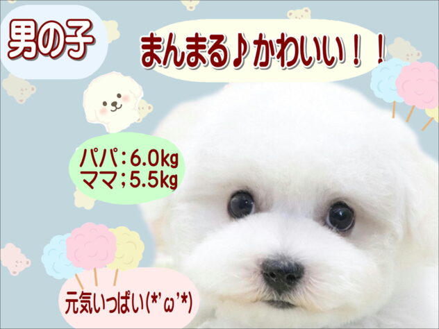 大阪府のビションフリーゼ (アミーゴ鳳店/2026年2月3日生まれ/男の子/ホワイト)の子犬の1枚目の画像