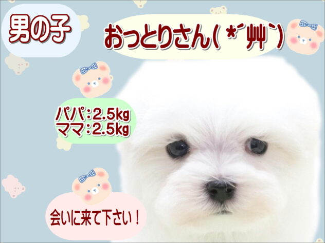 大阪府のマルチーズ (アミーゴ鳳店/2026年3月9日生まれ/男の子/ホワイト)の子犬の1枚目の画像