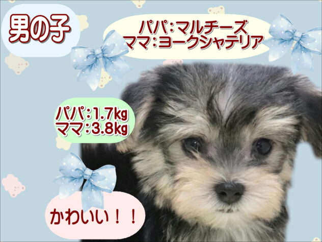 大阪府のハーフ犬・ミックス犬 (アミーゴ鳳店/2026年3月9日生まれ/男の子/スティールブルー＆クリーム)の子犬の1枚目の画像