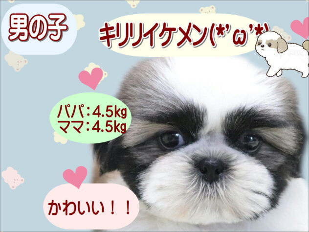 大阪府のシーズー (アミーゴ鳳店/2026年3月9日生まれ/男の子/ゴールドホワイト)の子犬の1枚目の画像
