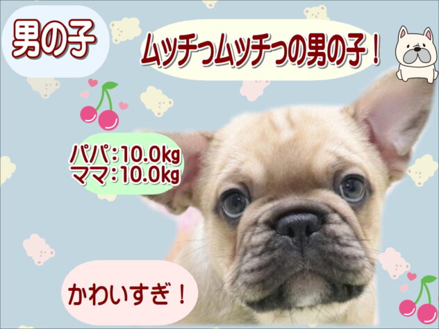 大阪府のフレンチブルドッグ (アミーゴ鳳店/2026年3月3日生まれ/男の子/フォーンホワイト)の子犬の1枚目の画像