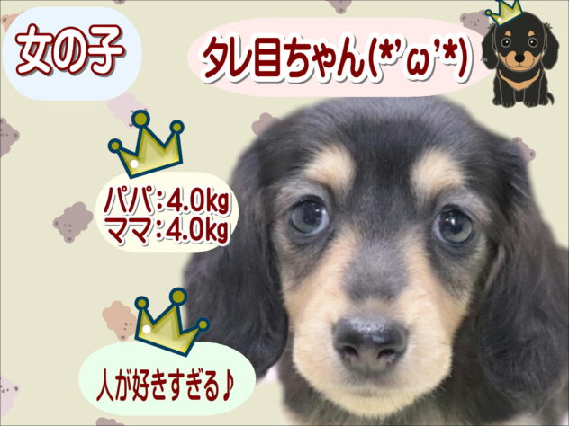 大阪府のミニチュアダックスフンド(ロング) (アミーゴ鳳店/2026年3月18日生まれ/女の子/ブラックタン)の子犬の1枚目の画像
