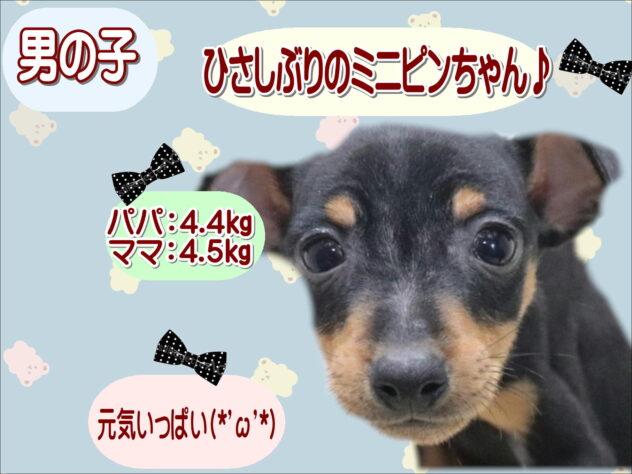 大阪府のミニチュアピンシャー (アミーゴ鳳店/2026年3月10日生まれ/男の子/ブラックタン)の子犬の1枚目の画像