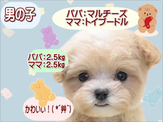 大阪府のハーフ犬・ミックス犬 (アミーゴ鳳店/2026年3月21日生まれ/男の子/アプリコット)の子犬の1枚目の画像