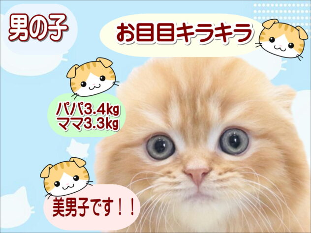 大阪府のスコティッシュフォールド (アミーゴ鳳店/2026年3月10日生まれ/男の子/レッドタビー)の子猫の1枚目の画像
