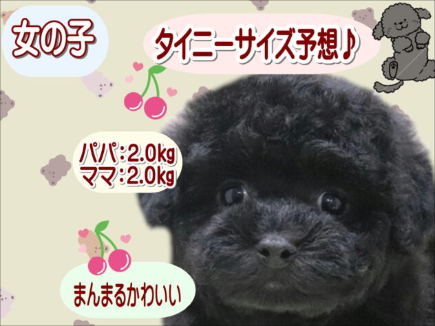大阪府のトイプードル(トイ) (アミーゴ鳳店/2026年3月12日生まれ/女の子/ブラック)の子犬