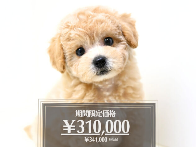 岡山県のハーフ犬・ミックス犬 (アミーゴ大安寺店/2026年1月29日生まれ/女の子/クリーム)の子犬の1枚目の画像