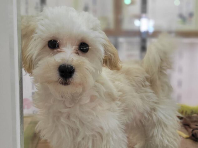 福島県のハーフ犬・ミックス犬 (アミーゴ須賀川店/2025年12月22日生まれ/女の子/アプリコット)の子犬