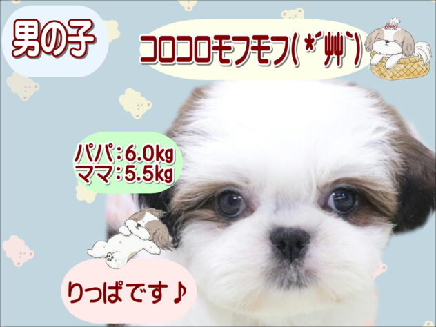 大阪府のシーズー (アミーゴ鳳店/2026年3月20日生まれ/男の子/ゴールドホワイト)の子犬の1枚目の画像