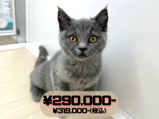岡山県のブリティッシュショートヘアー (アミーゴ水島店/2026年3月3日生まれ/女の子/ブルー)の子猫の1枚目の画像