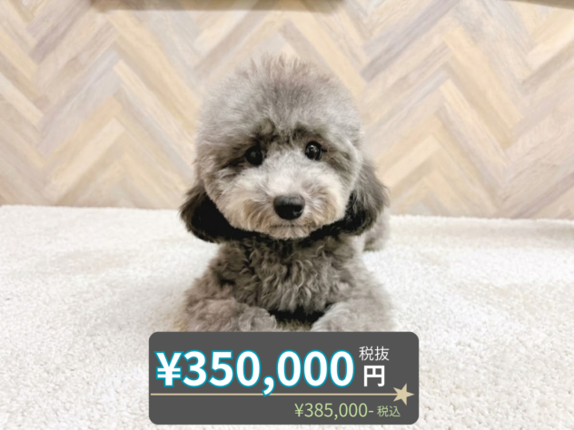 岡山県のトイプードル(トイ) (アミーゴ水島店/2026年3月21日生まれ/女の子/シルバー)の子犬の1枚目の画像