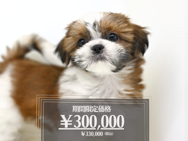 岡山県のシーズー (アミーゴ大安寺店/2025年12月30日生まれ/女の子/ゴールドホワイト)の子犬の1枚目の画像