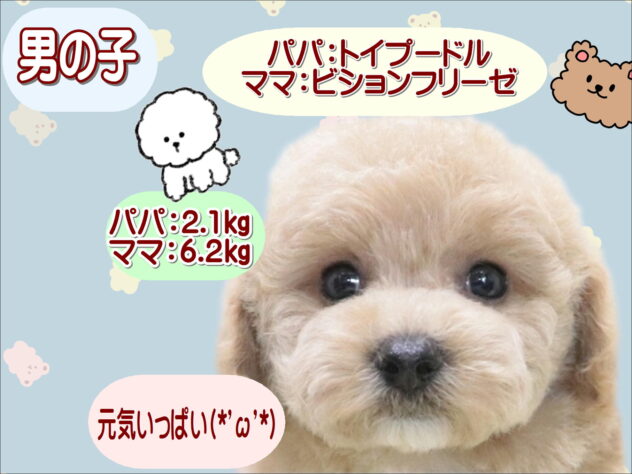 大阪府のハーフ犬・ミックス犬 (アミーゴ鳳店/2026年3月18日生まれ/男の子/クリーム)の子犬の1枚目の画像