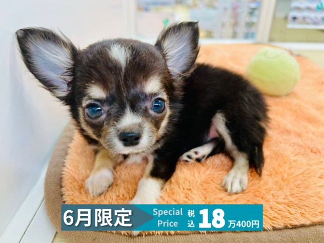 岡山県のチワワ(ロング) (アミーゴ水島店/2026年3月31日生まれ/女の子/チョコレートタンホワイト)の子犬