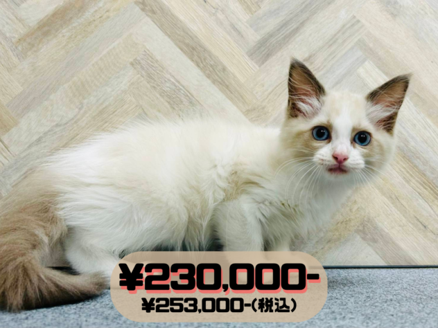 岡山県のラグドール (アミーゴ水島店/2026年3月22日生まれ/女の子/ブルーポイントバイカラー)の子猫の1枚目の画像
