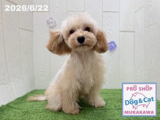 広島県のトイプードル(トイ) (アミーゴ大町店/2026年1月11日生まれ/女の子/オレンジフォーン)の子犬の1枚目の画像