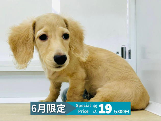 岡山県のミニチュアダックスフンド(ロング) (アミーゴ水島店/2026年3月2日生まれ/男の子/イエロー)の子犬の1枚目の画像