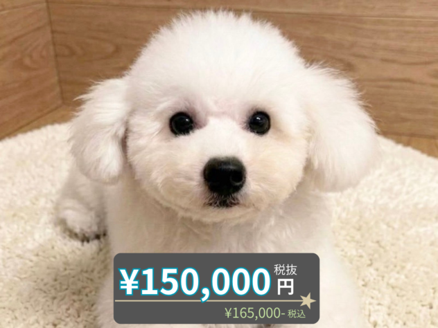 岡山県のビションフリーゼ (アミーゴ水島店/2026年3月22日生まれ/女の子/ホワイト)の子犬の1枚目の画像