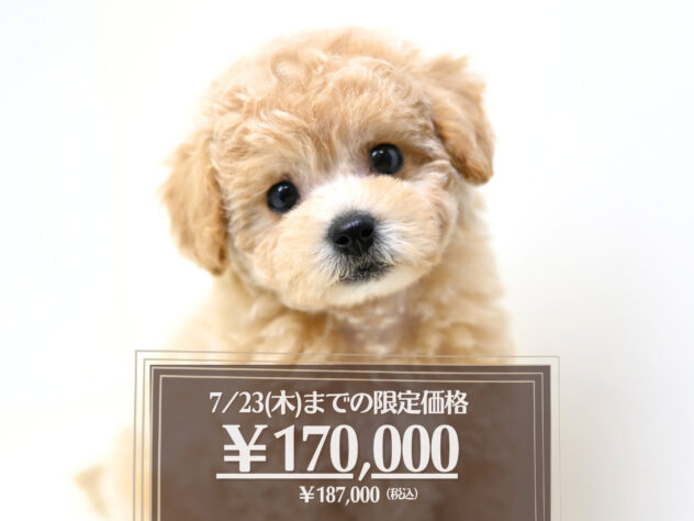 岡山県のハーフ犬・ミックス犬 (アミーゴ大安寺店/2026年1月29日生まれ/女の子/クリーム)の子犬の1枚目の画像