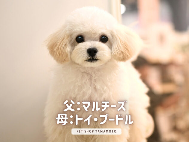 岡山県のハーフ犬・ミックス犬 (アミーゴ大安寺店/2026年2月12日生まれ/女の子/クリーム)の子犬の2枚目の画像