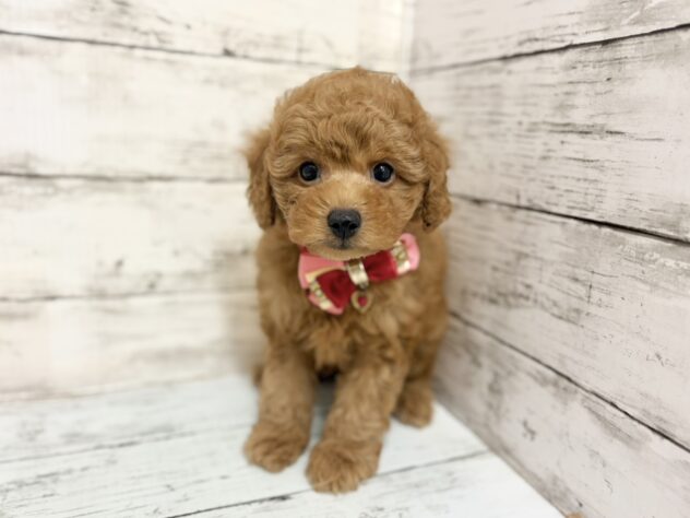 福島県のトイプードル(トイ) (アミーゴいわき店/2026年3月2日生まれ/女の子/オレンジフォーン)の子犬の2枚目の画像