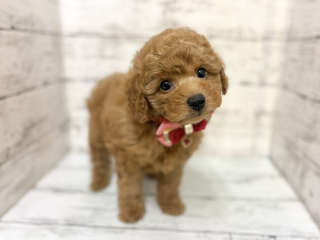 福島県のトイプードル(トイ) (アミーゴいわき店/2026年3月2日生まれ/女の子/オレンジフォーン)の子犬の1枚目の画像