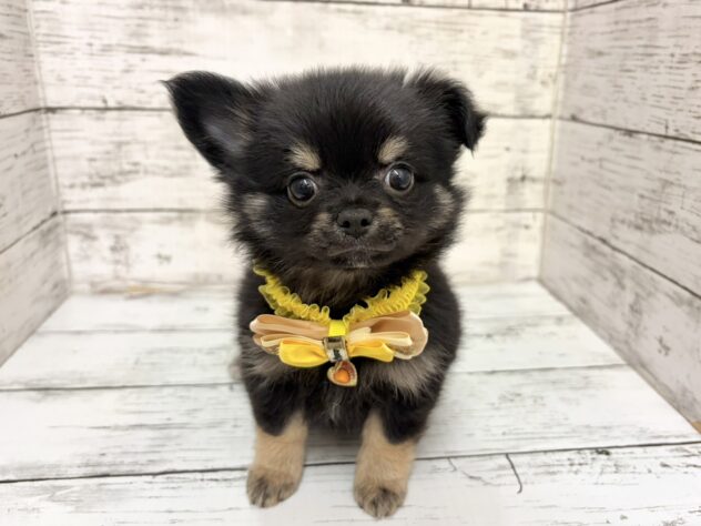 福島県のチワワ(ロング) (アミーゴいわき店/2026年3月1日生まれ/女の子/ブラックタン)の子犬の1枚目の画像