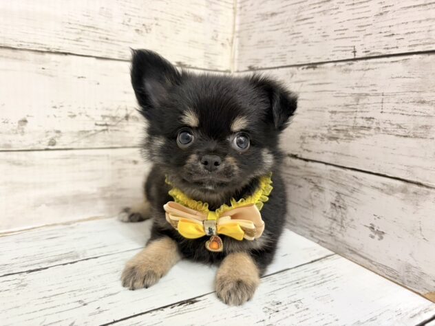 福島県のチワワ(ロング) (アミーゴいわき店/2026年3月1日生まれ/女の子/ブラックタン)の子犬の2枚目の画像