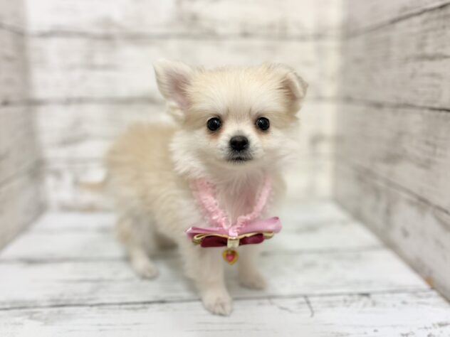 福島県のハーフ犬・ミックス犬 (アミーゴいわき店/2026年3月4日生まれ/女の子/クリーム)の子犬の2枚目の画像